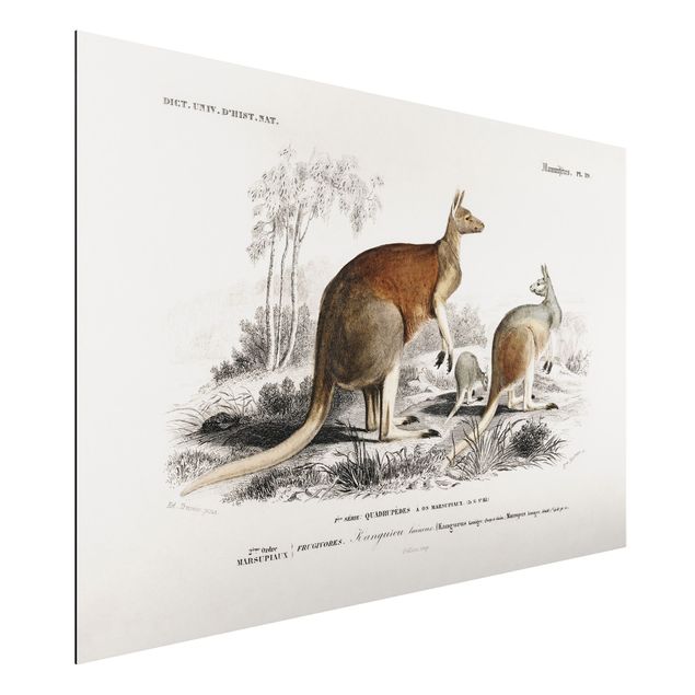 Cuadros de Australia Vintage Board Kangaroo