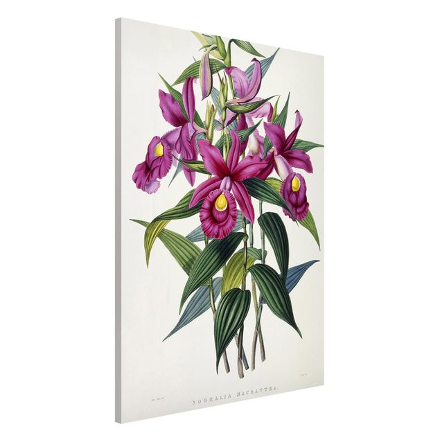 Cuadros de orquideas Maxim Gauci - Orchid I