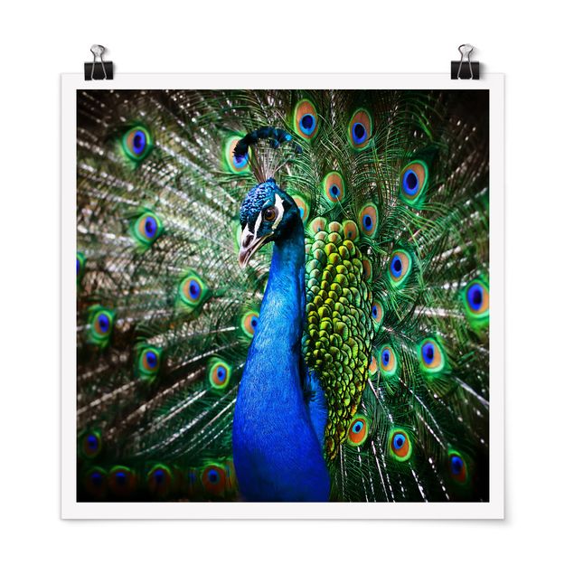 Cuadros plumas Noble Peacock