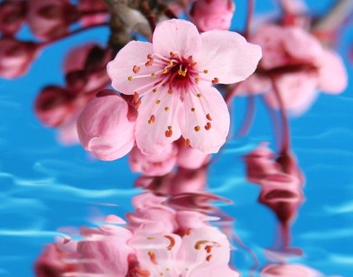 Láminas adhesivas Cherry Blossom