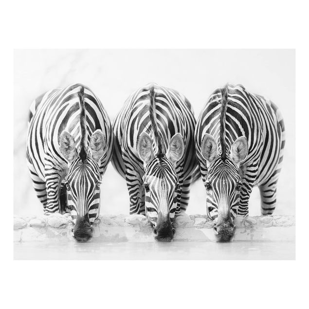 Cuadros cebras Zebra Trio In Black And White