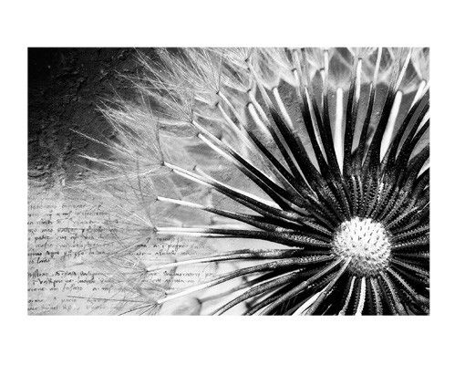 Vinilos de flores para cristales Dandelion Black & White