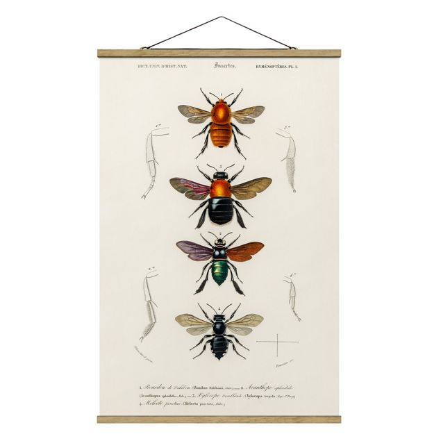 Cuadros infantiles animales Vintage Board Insects