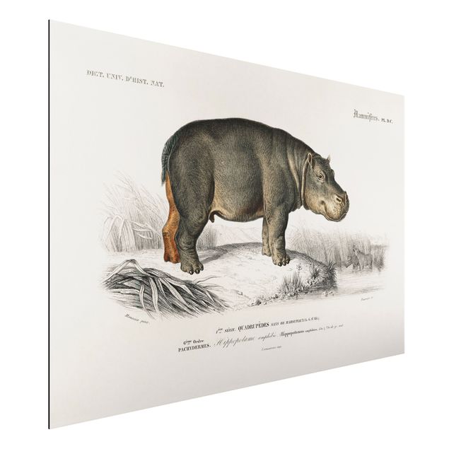 Decoración de cocinas Vintage Board Hippo