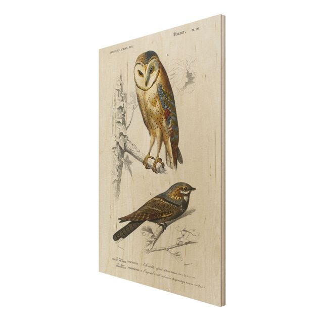 Cuadros modernos Vintage Board Owl And Swallow