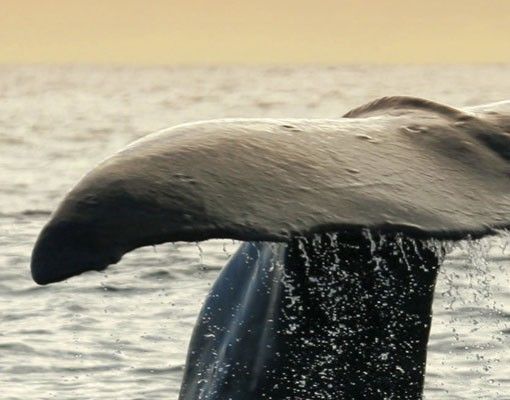 Adhesivos para azulejos Diving Whale