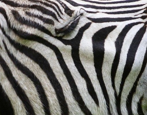 vinilo para azulejos Roaring Zebra