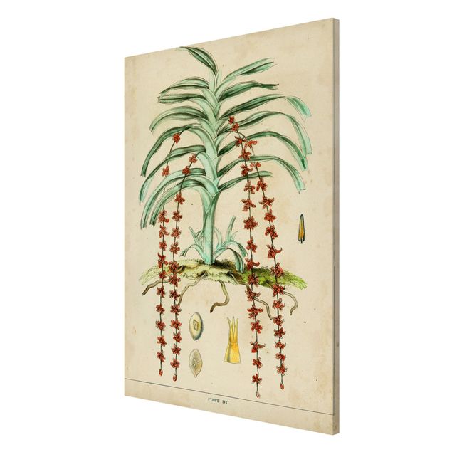 Cuadros plantas Vintage Board Exotic Palms IV
