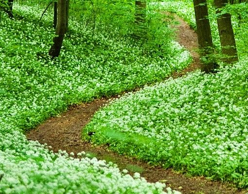 Láminas adhesivas Romantic Forest Track