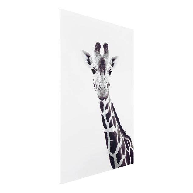 Decoración de cocinas Giraffe Portrait In Black And White