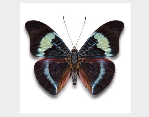 Vinilos para cristales animales Lepidoptera