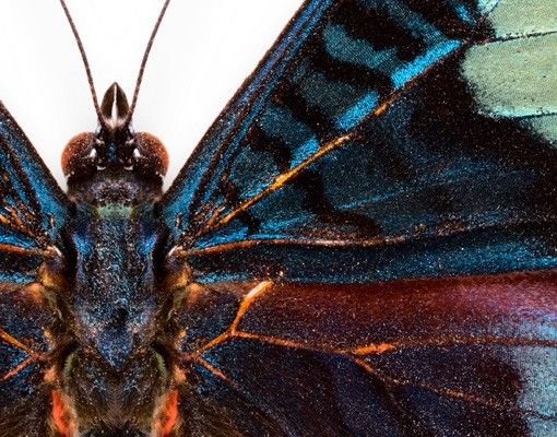 Vinilos para cristales animales Lepidoptera