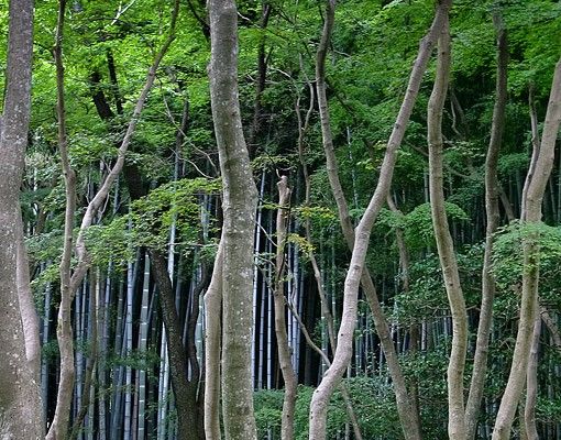 vinilos para cubrir azulejos baño Japanese Forest