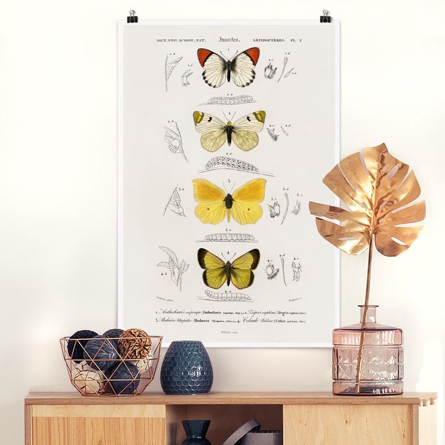 Decoración de cocinas Vintage Board Butterflies II