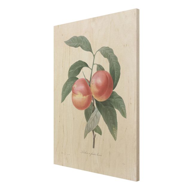Cuadros vintage madera Botany Vintage Illustration Peach