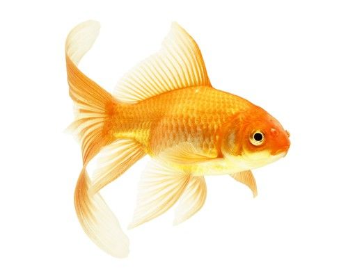 Vinilos de animales No.432 Miss Goldfish