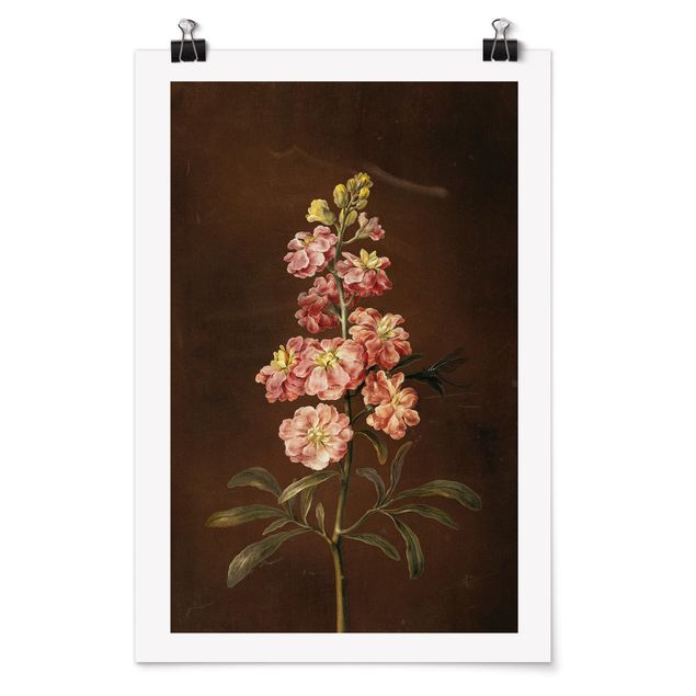 Láminas flores Barbara Regina Dietzsch - A Light Pink Gillyflower