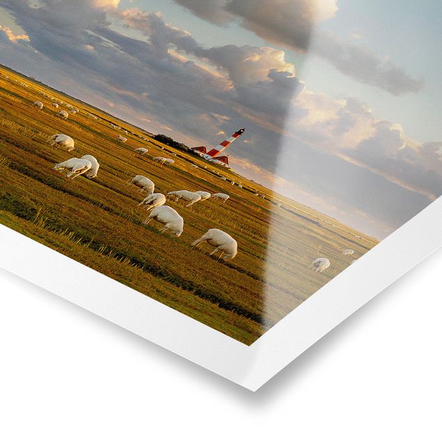Póster animales North Sea Lighthouse With Flock Of Sheep