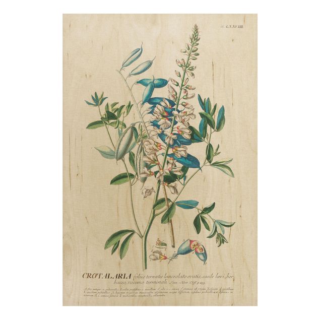 Cuadros de madera flores Vintage Botanical Illustration Legumes