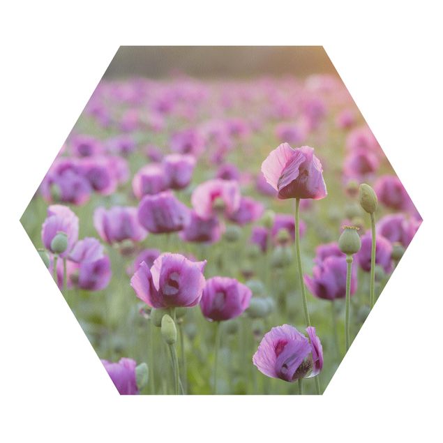 Cuadros modernos Purple Poppy Flower Meadow In Spring