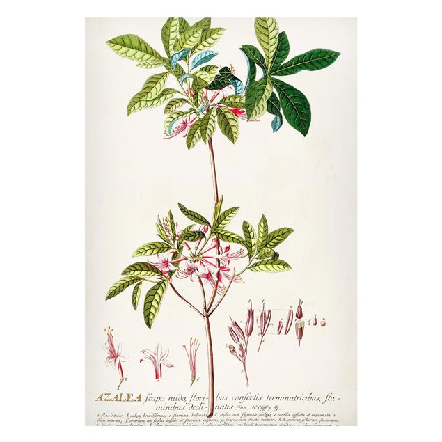 Tableros magnéticos flores Vintage Botanical Illustration Azalea