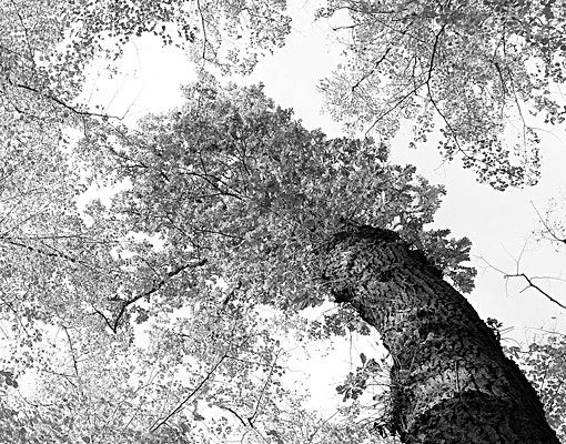Vinilo azulejos cocina Trees Of Life II