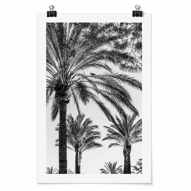 Láminas blanco y negro para enmarcar Palm Trees At Sunset Black And White
