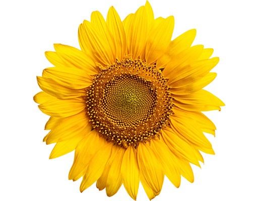 Vinilos de flores para cristales Sunflowerblossom