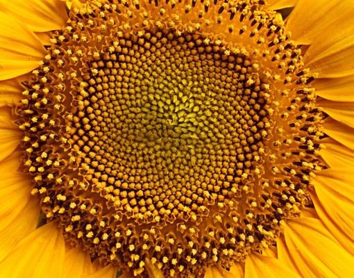Láminas adhesivas Sunflowerblossom