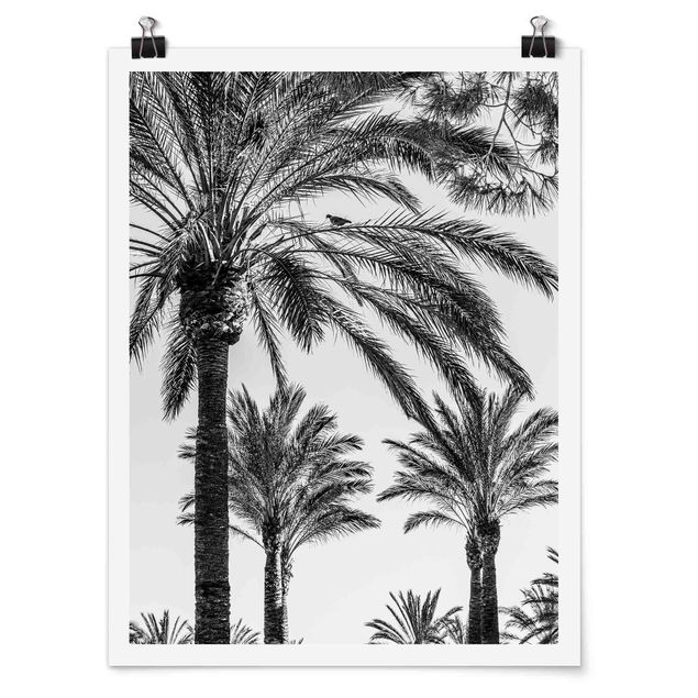 Póster blanco y negro Palm Trees At Sunset Black And White
