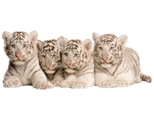 Vinilos animales No.504 Bengal Tiger Babies