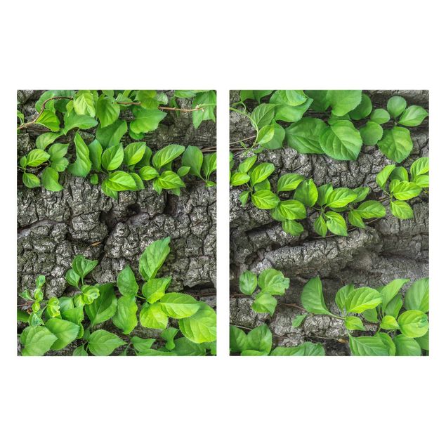 Cuadros de plantas Ivy Tendrils Tree Bark