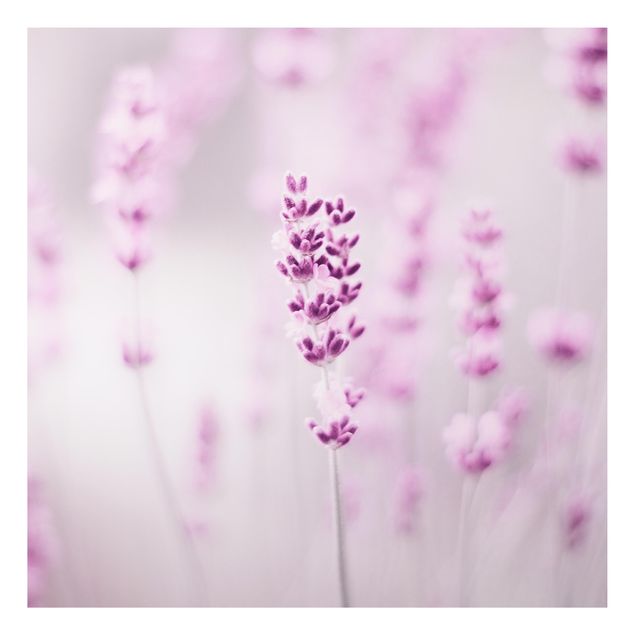 Cuadros plantas Pale Purple Lavender