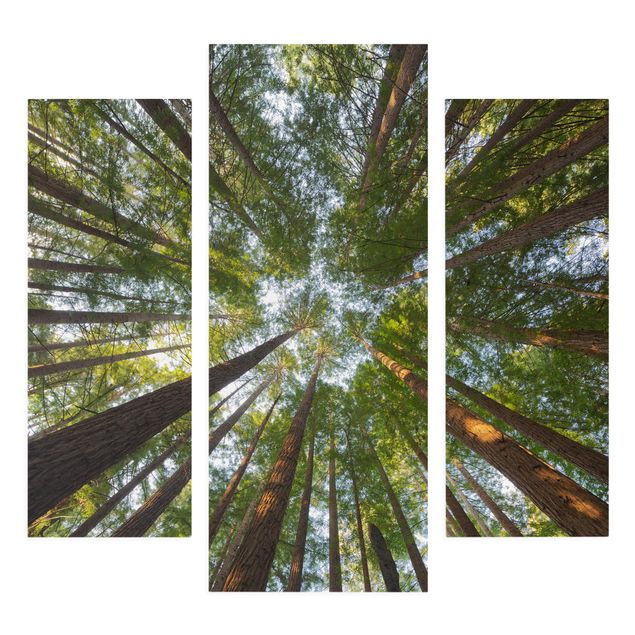 Lienzos paisajes naturales Sequoia Tree Tops