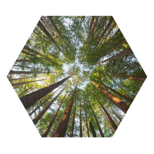Cuadros naturaleza Sequoia Tree Tops
