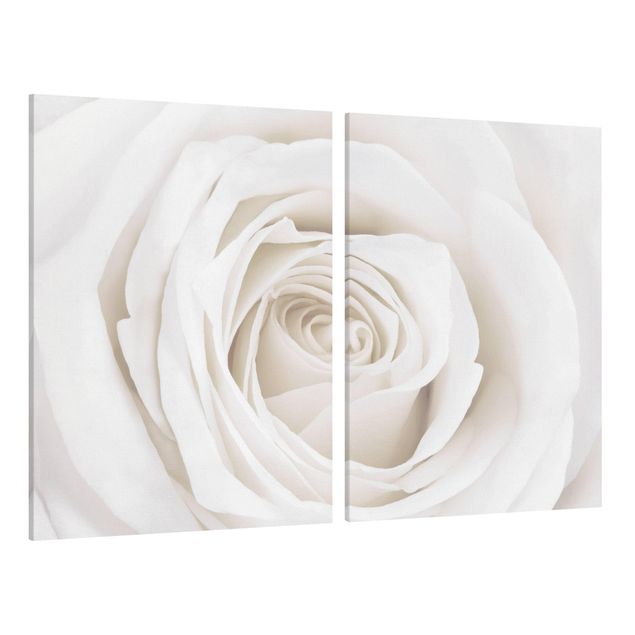 Cuadros plantas Pretty White Rose