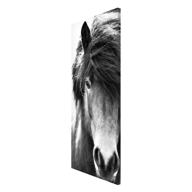 Tableros magnéticos animales Icelandic Horse In Black And White