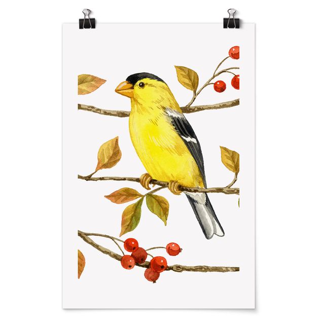 Cuadros modernos y elegantes Birds And Berries - American Goldfinch