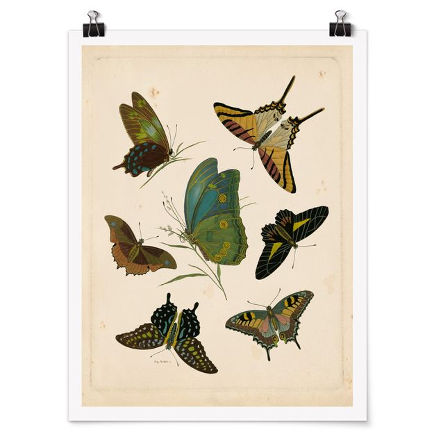 Láminas animales Vintage Illustration Exotic Butterflies