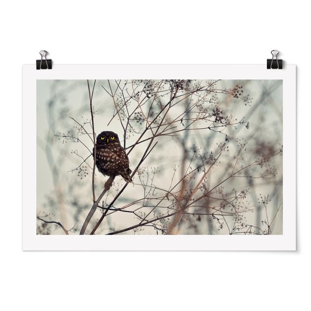 Cuadros infantiles animales Owl In The Winter
