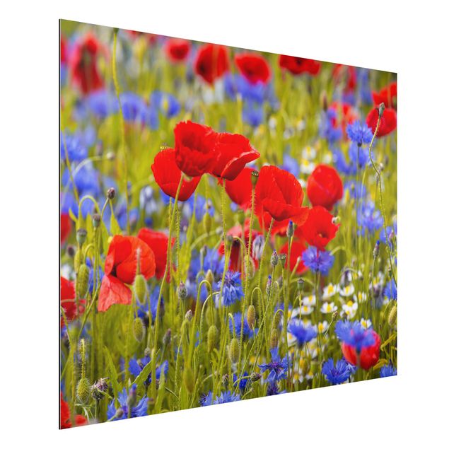 Cuadros amapolas Summer Meadow With Poppies And Cornflowers