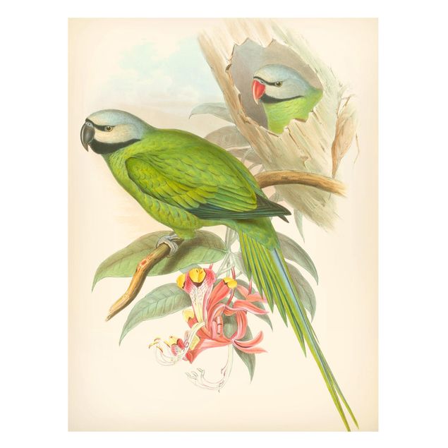 Tableros magnéticos flores Vintage Illustration Tropical Birds II