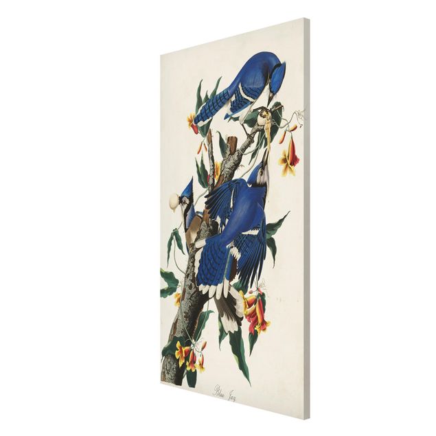 Cuadros de plantas naturales Vintage Board Blue Jays
