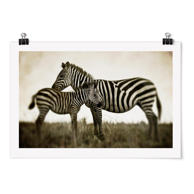 Póster animales Zebra Couple