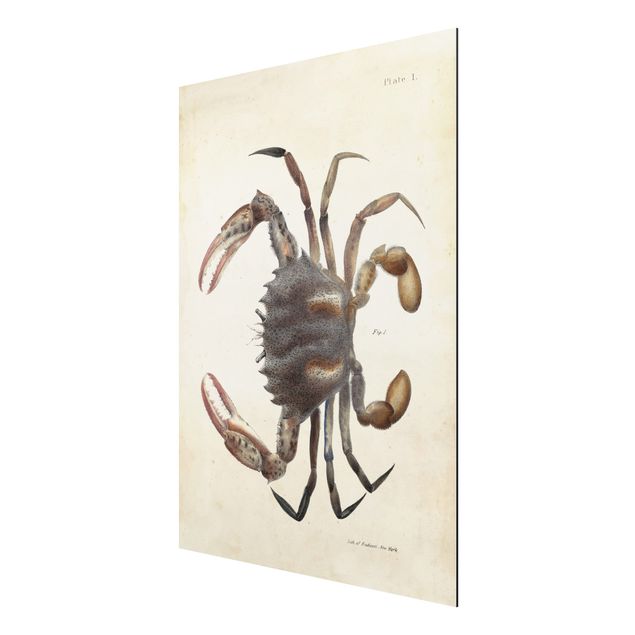 Cuadros vintage Vintage Illustration Crab