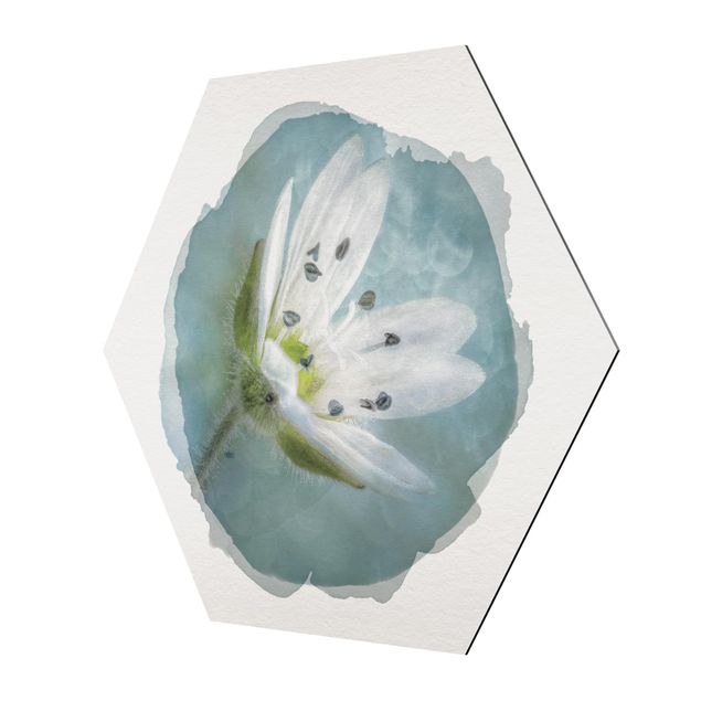 Cuadros hexagonales Wasserfarben - Weiße Blüte auf blau