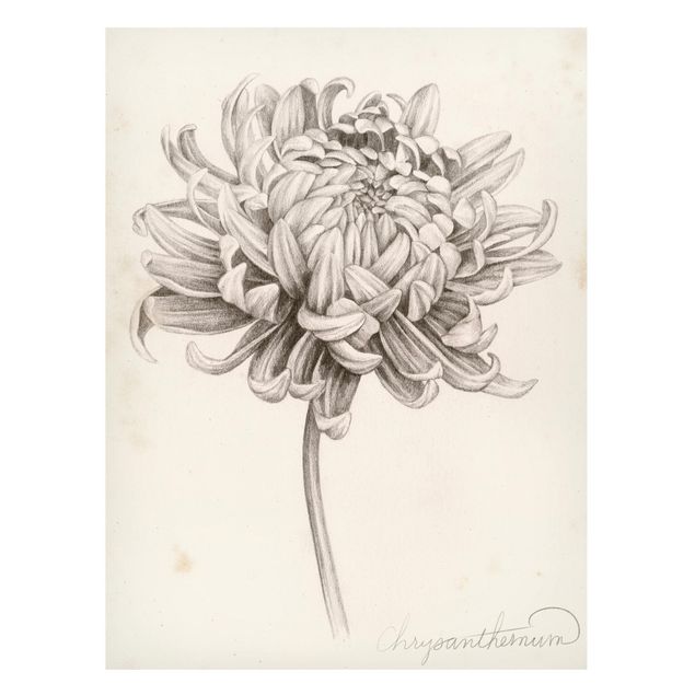 Tableros magnéticos flores Botanical Study Chrysanthemum I