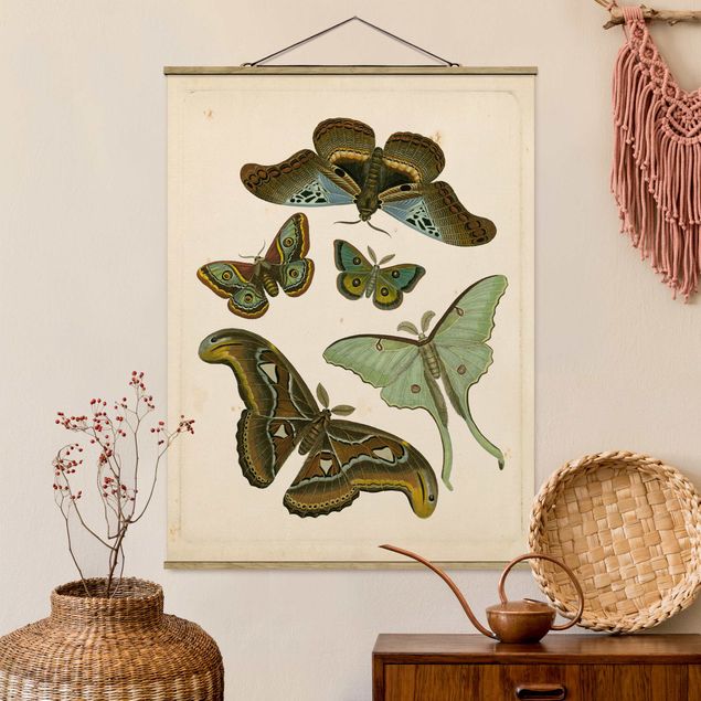 Decoración de cocinas Vintage Illustration Exotic Butterflies II