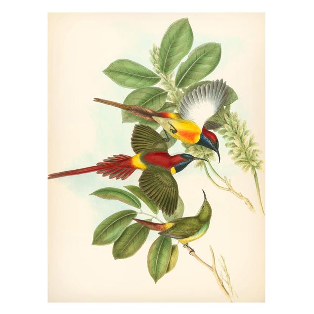 Tableros magnéticos flores Vintage Illustration Tropical Birds III