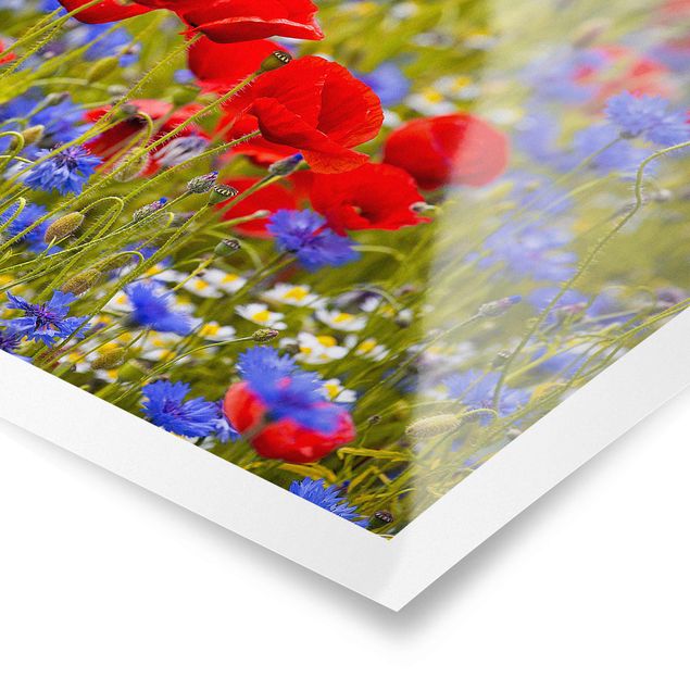 Cuadros en rojo Summer Meadow With Poppies And Cornflowers